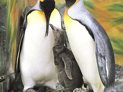オウサマペンギンの「王子様」すくすく　福井県の越前松島水族館