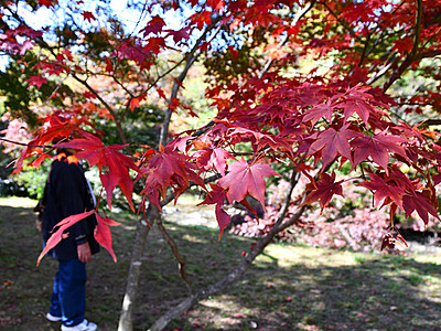 岡谷・出早公園「もみじ祭り」始まる　色づく紅葉楽しんで