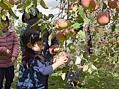 リンゴのオーナー実り堪能　上田の農園で収穫体験