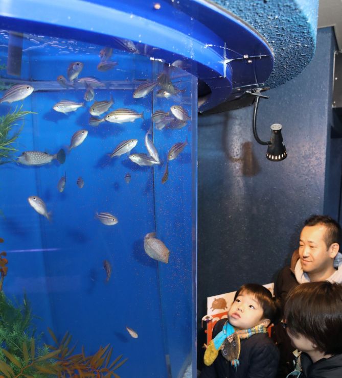 うり坊に似たイサキの幼魚を眺める家族＝３日、長岡市寺泊水族博物館