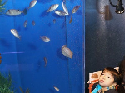 長岡・寺泊水族館　うり坊そっくり"イノシシ魚"展示
