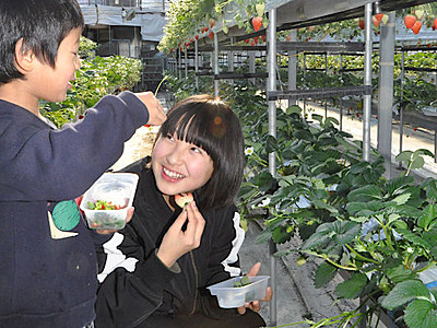 上田の観光農園　イチゴ狩り盛況願い「祭り」