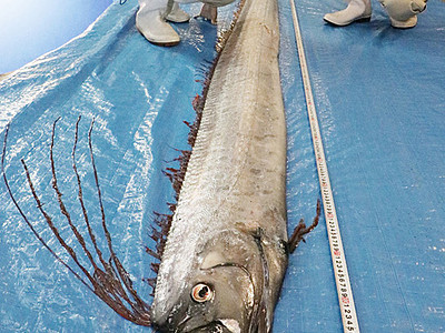 リュウグウノツカイ、本年度４匹目　魚津水族館で展示へ