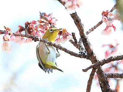 春風の中、メジロも体操　開花進む天龍のカンザクラ