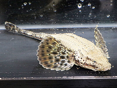 体の表面ワニ、顔トカゲ　魚津水族館が深海魚シロウ展示