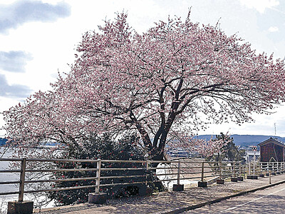 谷崎の桜満開　珠洲一番咲き