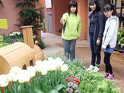 春彩る花を展示　チューリップ四季彩館