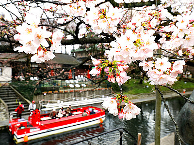 富山で桜開花　気象台観測