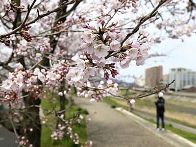 ふくい桜まつり開幕　福井・足羽川には桜床