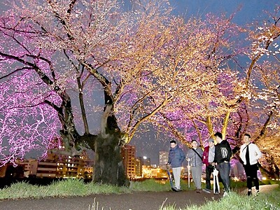 ふくい桜まつりが開幕　足羽川の桜並木ライトアップ