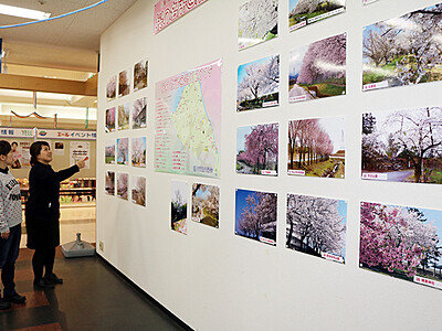 滑川市の桜の定番・穴場巡って　マップや展示でＰＲ