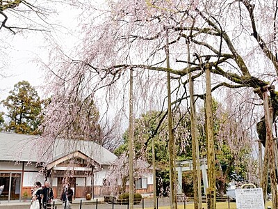 足羽神社の「しだれ桜」　いよいよ見頃