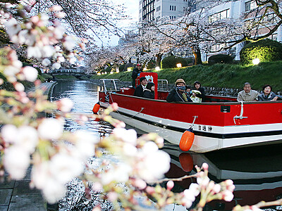 船から夜桜満喫を　松川べりお花見ナイトクルーズ始まる