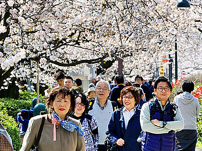 初夏の陽気で桜満開　富山
