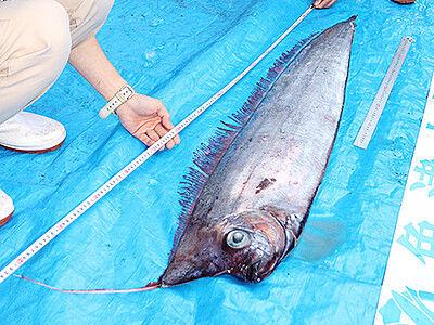アカナマダ今年６匹目　新湊沖珍魚捕獲　魚津水族館で展示