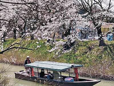 流し舟から桜　加賀の旧大聖寺川、運航始まる