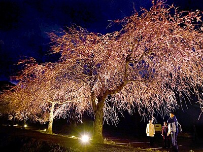 一乗谷朝倉氏遺跡で糸桜ライトアップ　１４日まで、福井市
