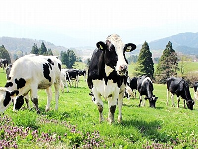 乳牛放牧始まる　福井の県奥越高原牧場