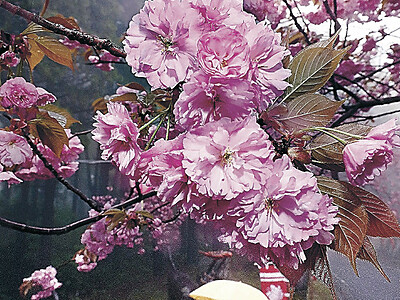 ６千本咲き誇る　倶利伽羅峠の八重桜　石川・津幡と富山・小矢部