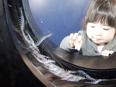 「富山湾の宝石」間近　魚津水族館、シロエビ２０匹展示