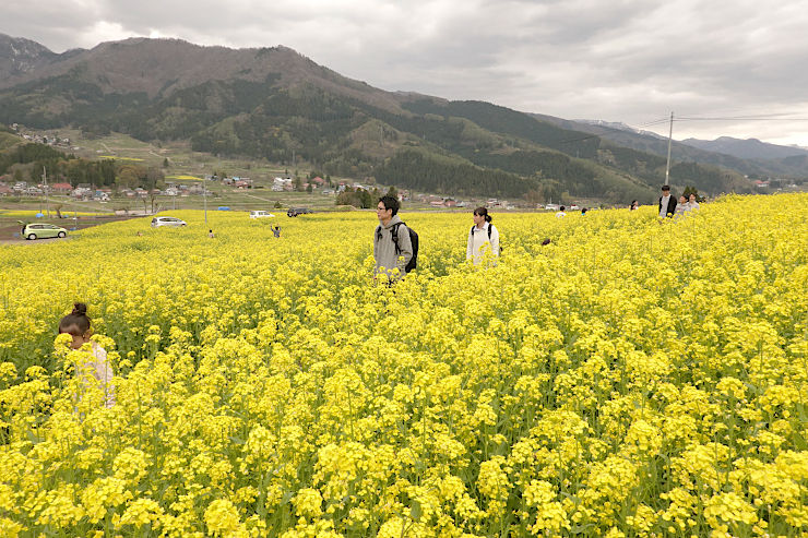 長野県 菜の花公園 ８００万本もうすぐ満開 飯山 ３日から まつり 北陸新幹線で行こう 北陸 信越観光ナビ