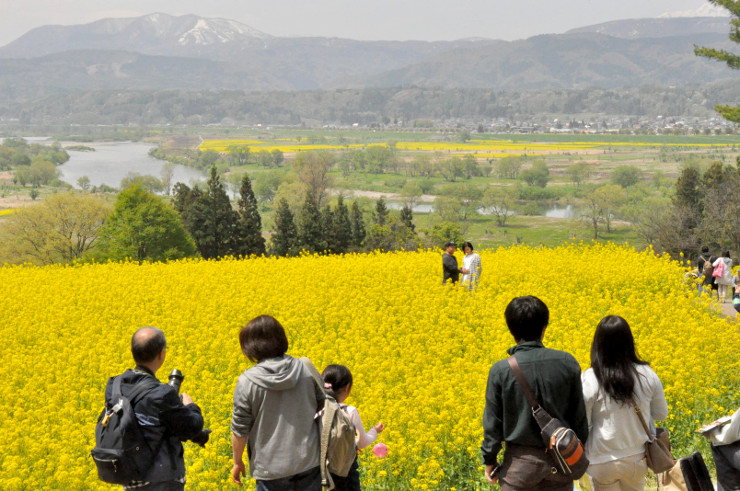 長野県 飯山で菜の花満開 菜の花まつり始まる あすまで 北陸新幹線で行こう 北陸 信越観光ナビ