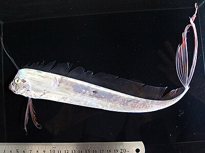 珍しいサケガシラ幼魚　魚津水族館で標本に