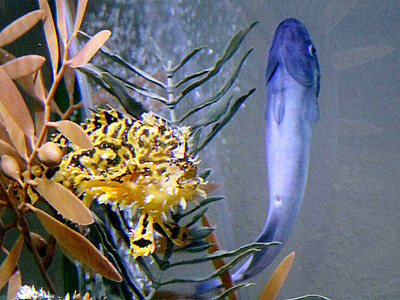 南方の珍しい生物展示　魚津水族館