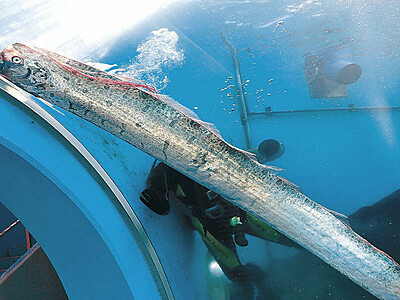 泳ぐリュウグウノツカイ　のとじま水族館　貴重な生きた状態での展示