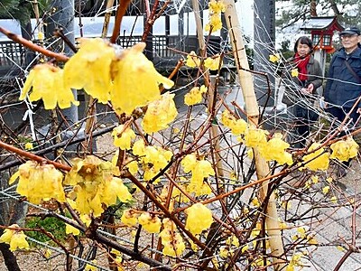 芳香の黄花、ロウバイ見頃　敦賀・常宮神社