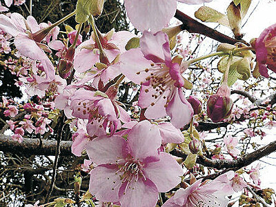 早咲きの桜、さらに早く　金沢・犀川沿いで開花進む