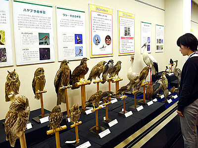 厳選「お宝」見に来て　富山市科学博物館７日から企画展