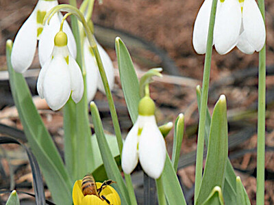 足元の春、茅野で感じて　英国式庭園で開花相次ぐ