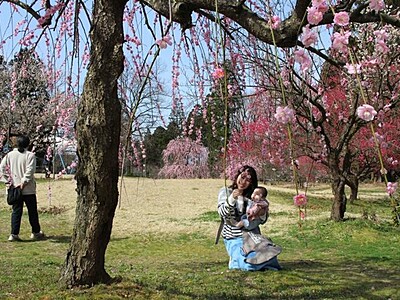春の薫り満ちて　田上梅林公園　１週間ほど見頃早く