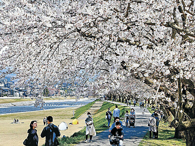 犀川河川敷を彩る桜並木