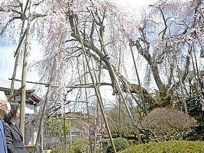 不屈のしだれ桜　今年も永平寺町で満開