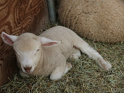 須坂市動物園に新しい仲間、羊「ココ」の赤ちゃん