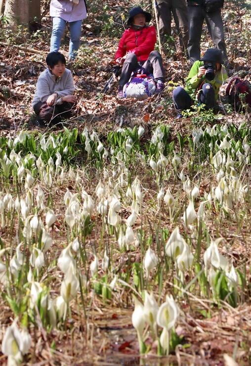 真っ白い花が一面に咲くミズバショウの群生地。訪れやすい穴場スポットだ＝佐渡市金井新保