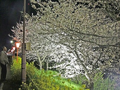 桜の並木路彩り　燕・大河津分水路ライトアップ