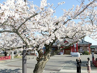 桜真っ盛り　空に映え　弥彦村