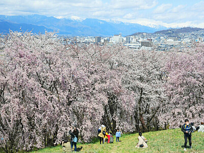 弘法山古墳に静かな春　松本の山頂に桜4000本