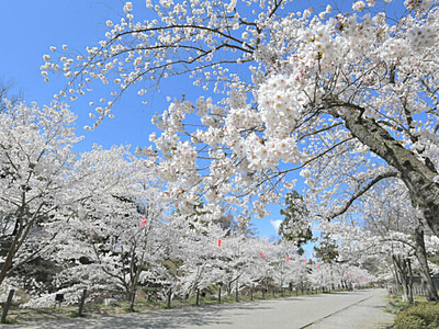 桜も寂しがっているね　満開の上田城跡公園