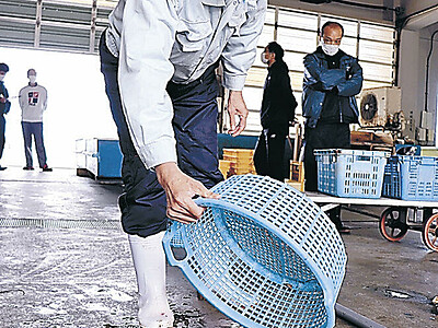 高級二枚貝　トリガイの漁が七尾湾で解禁