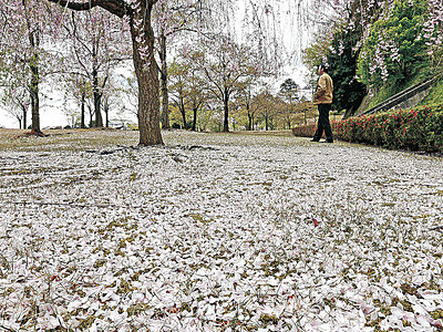 金沢城公園　桜の花びらで「じゅうたん」