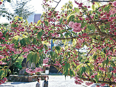 鮮やか桃色、菊桜　尾山神社