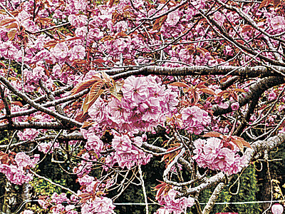 県境の八重桜　県境の八重桜、新緑に映え