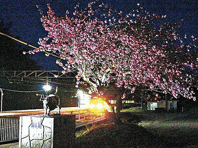 倶利伽羅駅　「火牛と桜」をライトアップ