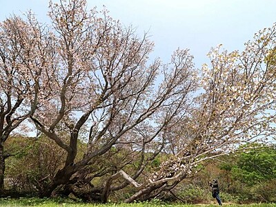 天つく樹勢 花数も戻る　佐渡の「千竜桜」