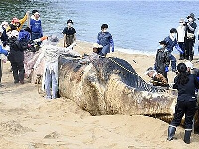 福井県内初のナガスクジラ　美浜の漂着死骸、恐竜博など断定