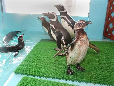 ペンギン３羽 愛称を決めて　長岡・寺泊水族博物館